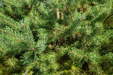 Green Pine Branches in the Summer .Pine Background