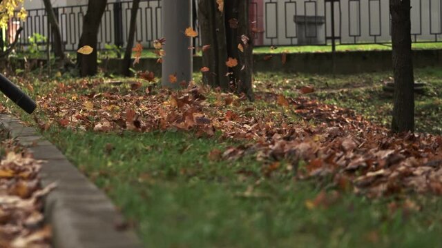 worker with blower clearing colorful autumn leaves from roadside park