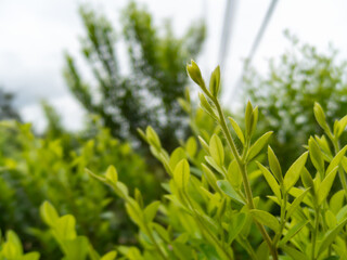 Young leaves of green trees