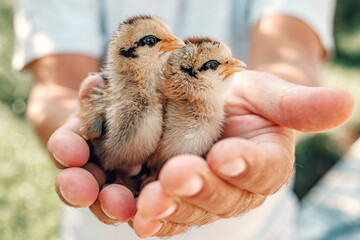 The small newborn chicks in the hands of man