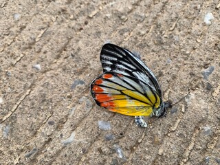 Fototapeta na wymiar colorful butterfly on the cement floor