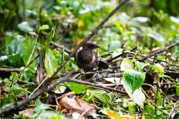 White - necked Laughingthrush