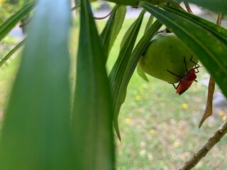 the red bug under the leave with blur foreground