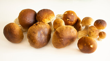 Top view of mushrooms on white background.