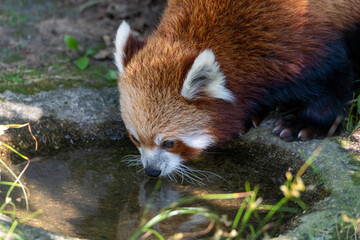 Red Panda at the water hole drinking water with head in frame