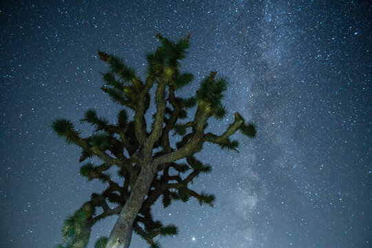 Desert Tree at Night Under the Stars
