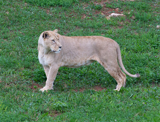 Lioness standing on the green ground