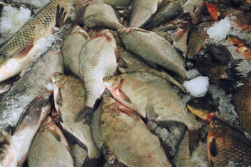 Bremas frescas (Abramis brama) expuesto a la venta en una pescadería. Pescado fresco del río Danubio en hielo para la venta en Tulcea, Rumania.
