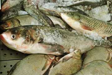 Carpa plateada fresca (Hypophthalmichthys molitrix) expuesta a la venta en una pescadería. Pescado fresco del río Danubio en hielo para la venta en Tulcea, Rumania.