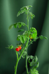Cherry tomatoes are on a twig on a background of draped green fabric. The concept of a year-round harvest house on the windowsill