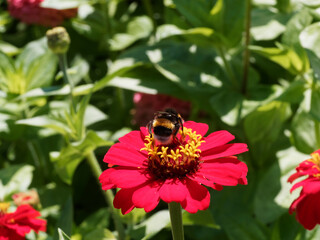 A flower of elegant red Zinnia (Zinnia elegans) foraged by a Bumblebee