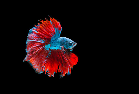 Colourful betta fish,Siamese fighting fish in movement isolated on black background. Capture the moving moment of colourful siamese fighting fish with clipping path.
