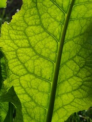 green leaf texture