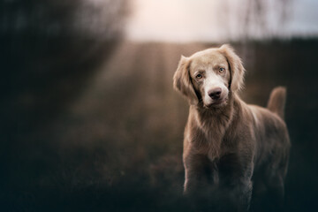 Portrait of a Weimaraner Long haired