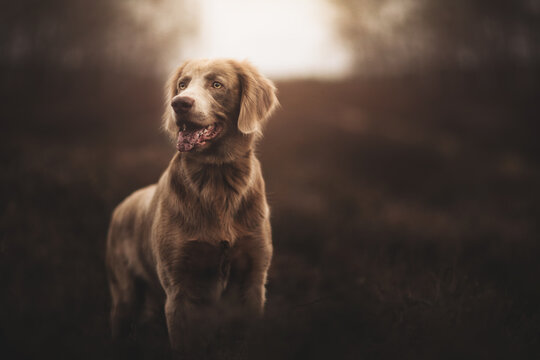 Portrait of a Weimaraner Long haired