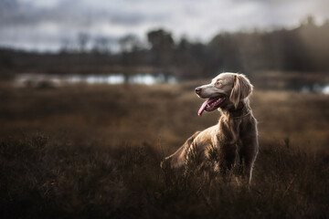 Long haired Weimaraner standing in a field