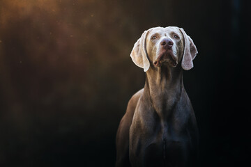 Male Weimaraner looking though 