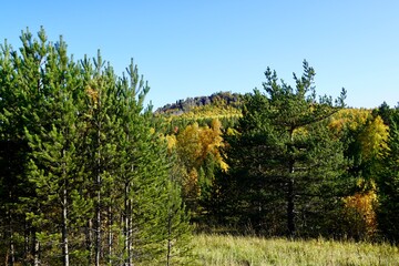 Autumnal Park. Autumn Trees and Leaves. Fall. Golden green orange leaves. 