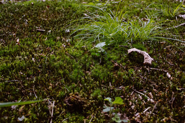 grass and flowers
