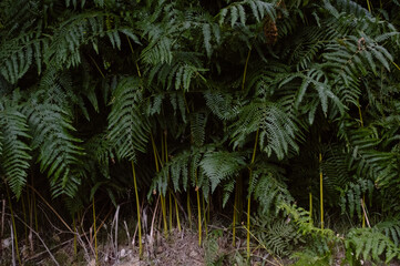 fern in the woods