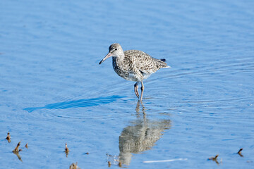 Willet (Catoptrophorus semipalmatus) Crescent Beach, Nova Scotia, Canada