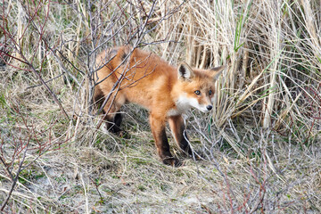 Red Fox among sand dunes, Crescent Beach, Nova Scotia, Canada