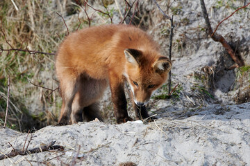 Red Fox among sand dunes, Crescent Beach, Nova Scotia, Canada