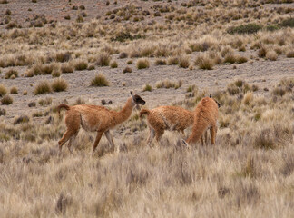 Andean wildlife. Herd of Guanacos grazing in the golden grassland in the mountains.	
