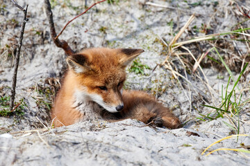 Red Fox among sand dunes, Crescent Beach, Nova Scotia, Canada