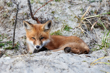 Naklejka na ściany i meble Red Fox among sand dunes, Crescent Beach, Nova Scotia, Canada