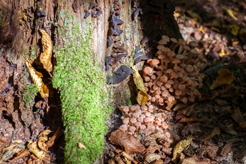 a group of mushrooms in the woods