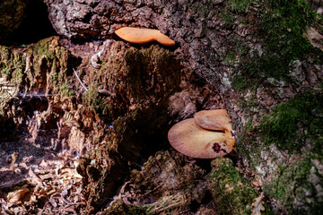 a group of mushrooms in the woods