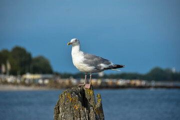 Moinmoin aus dem Norden