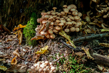 a group of mushrooms in the woods