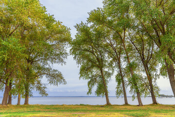 Obraz premium trees on the shore of the Baltic Bay.