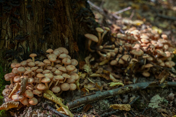 a group of mushrooms in the woods