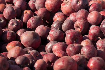 Apples. The result of the harvest in the garden. Lots of apples are stacked in bulk during the harvest. Background from apples