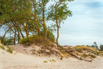 Trees on the shore of the Baltic spit.