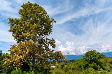 High tree in summer steppe with beautiful landscape