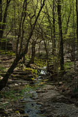 stream in the forest