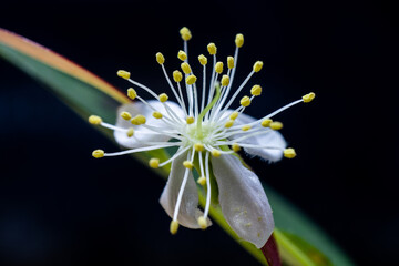 Flor, macro Flower