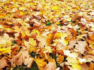 The Background from maple leafs on the land at autumn length of time.