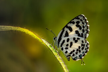Fototapeta na wymiar Common Pierrot with dew drops sitting on grassblade