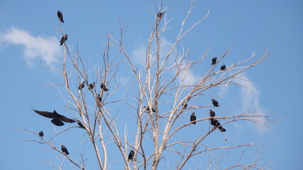 Excoriation wound on an arm | Wound  Healing . medicine