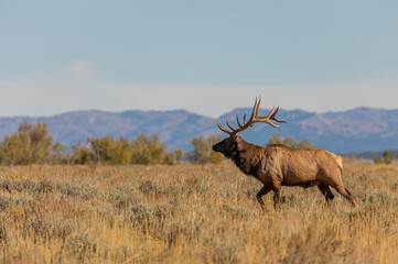 Naklejka na ściany i meble Bull Elk in the fall Rut in Wyoming
