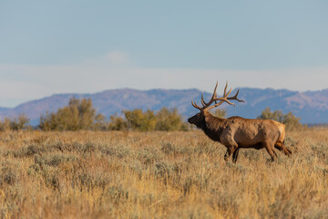Bull Elk in the fall Rut in Wyoming