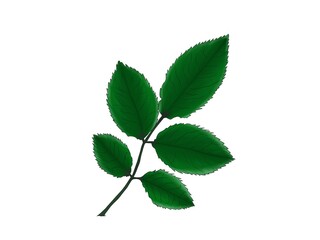 green rose leaves on a branch isolated on a white background