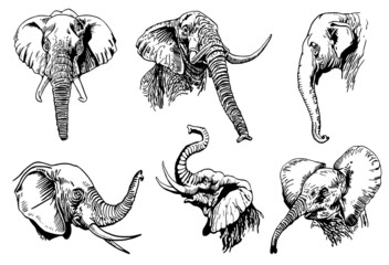 Graphical set of elephant portraits isolated on white background, vector illustration