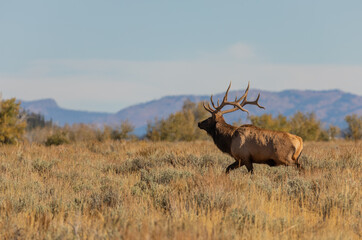Bull Elk in the fall Rut in Wyoming