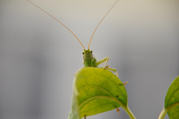 Green grasshopper on a branch close up
